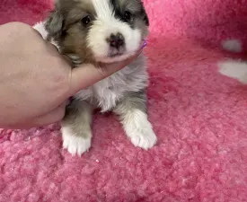 Blue Merle Kan Kiskutya - Miniature American Shepherd Puppy for sale