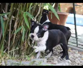 Gina - Boston Terrier Puppy for sale