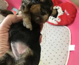 Olga - Йоркширский терьер Щенок на продажу