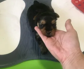Andre - Yorkshire Terrier eladó kiskutya