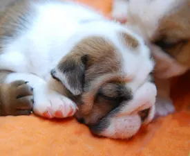 Rengőhegyi-ormán Delisa - Bulldog Puppy for sale