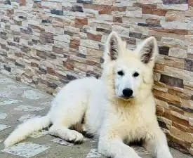 Bonita - Svájci fehér juhászkutya eladó kiskutya