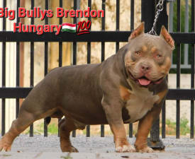 Brendon - American Bully - Pocket Puppy for sale