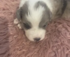 Sable Merle Kan - Border Collie eladó kiskutya