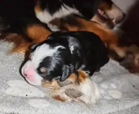 Bruno - Bernese Mountain Dog Puppy for sale