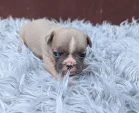 David - Französische Bulldogge Angebotener Welpe
