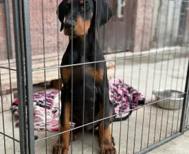 Nagendra Buenos Aires  - Dobermann eladó kiskutya