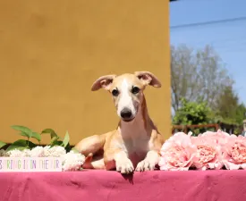 Bazsalikom  - Chart angielski whippet Szczenię na sprzedaż