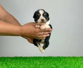 Lake - Australian Shepherd Puppy for sale