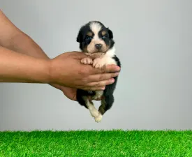 Lake - Australian Shepherd Cucciolo in vendita