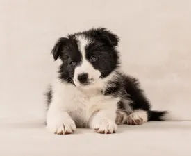 Cappuccino Rose  - Border Collie eladó kiskutya