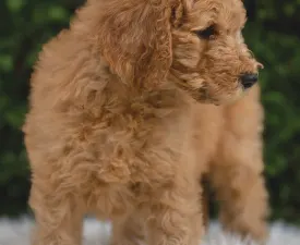 Black Boy / Fekete Fiú - Caniche Grand Chiot à vendre