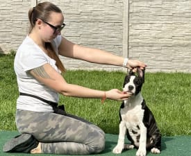 Blackburn Of Fianna Team - American Staffordshire Terrier Cucciolo in vendita