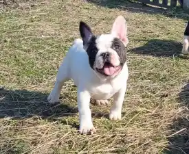Ice Bear - Francia bulldog eladó kiskutya