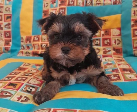 Happy Day - Yorkshire Terrier Puppy for sale