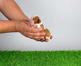 Domino - Cavalier king Charles spaniel Szczenię na sprzedaż