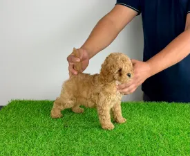 Zoom - Toy Pudel Angebotener Welpe