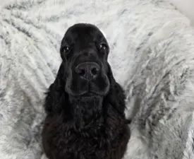 Spirit Of Midnight - English Cocker Spaniel Puppy for sale