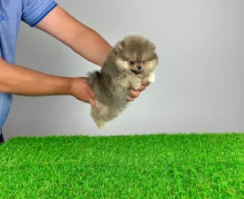 Fee - German Pomeranian Spitz Puppy for sale