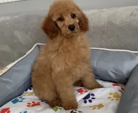 Fairytail World Cupido - Poodle Medium Puppy for sale