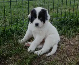Angel - Landseer Cățeluș de vânzare