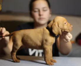 Land Rover - Hungarian Short-haired Vizsla Puppy for sale