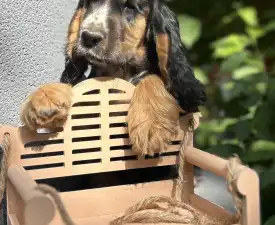 Kephallénia Oceanus Memphisz - Englischer Cocker Spaniel Angebotener Welpe