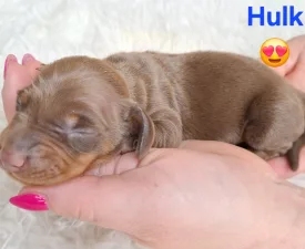 Hulk - Bassotto Cucciolo in vendita