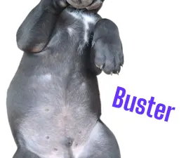Buster - Cane Corso eladó kiskutya