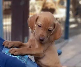 Becses Vadász Angyal - Bracco ungherese a pelo corto Cucciolo in vendita