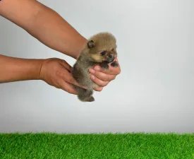 Tio - Pomeranian eladó kiskutya