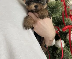 Maurice - Yorkshire Terrier Puppy for sale