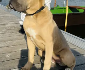 Pannna - Cane Corso Cățeluș de vânzare