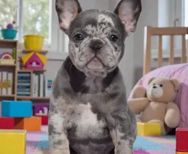 Mona - French Bulldog Puppy for sale
