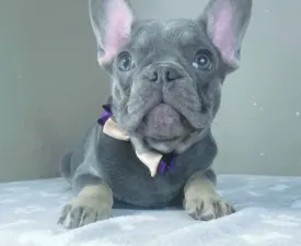 Victor - French Bulldog Puppy for sale