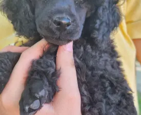 Queen - Poodle Miniature Puppy for sale
