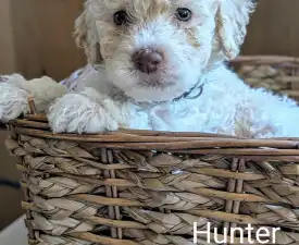 Ürömi Szarvasgombász Hunter - Romagna Water Dog Puppy for sale