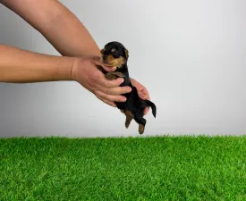 Pando - Yorkshire Terrier eladó kiskutya