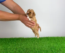 Luxus - Cavalier King Charles Spaniel Cucciolo in vendita