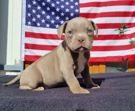 Zádor - Amerikai Bully - Pocket eladó kiskutya