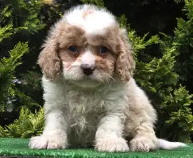 Cider - Cavapoo Štěně na prodej