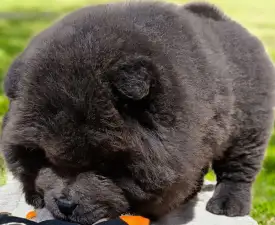 La Casa De Chow Irina  - Chow Chow Angebotener Welpe