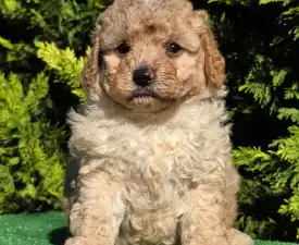 Conrad - Cavapoo Štěně na prodej