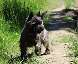 Jean Luc Russtil K.o. - Cairn Terrier Angebotener Welpe