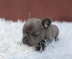 Richie - French Bulldog Puppy for sale