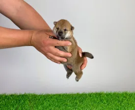Pemi - Shiba Cucciolo in vendita