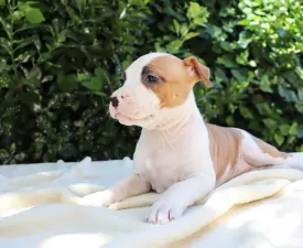 Hanky Panky Of Silence Warrior - American Staffordshire Terrier Puppy for sale