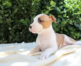 Hanky Panky Of Silence Warrior - Amerikai staffordshire terrier eladó kiskutya