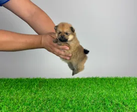 Lill - German Pomeranian Spitz Puppy for sale