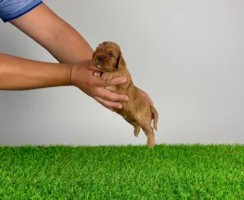 Sasa - Cavalier King Charles Spaniel Angebotener Welpe